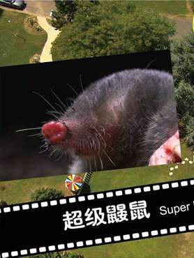 超级鼹鼠