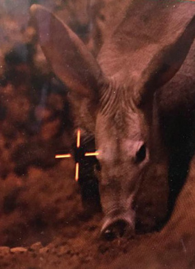 土豚Aardvark